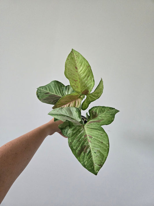 Syngonium Milk Confetti Galaxy