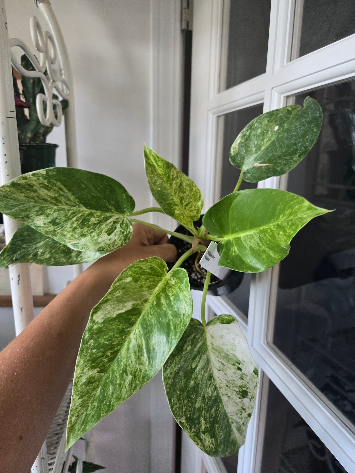 Philodendron Blizzard