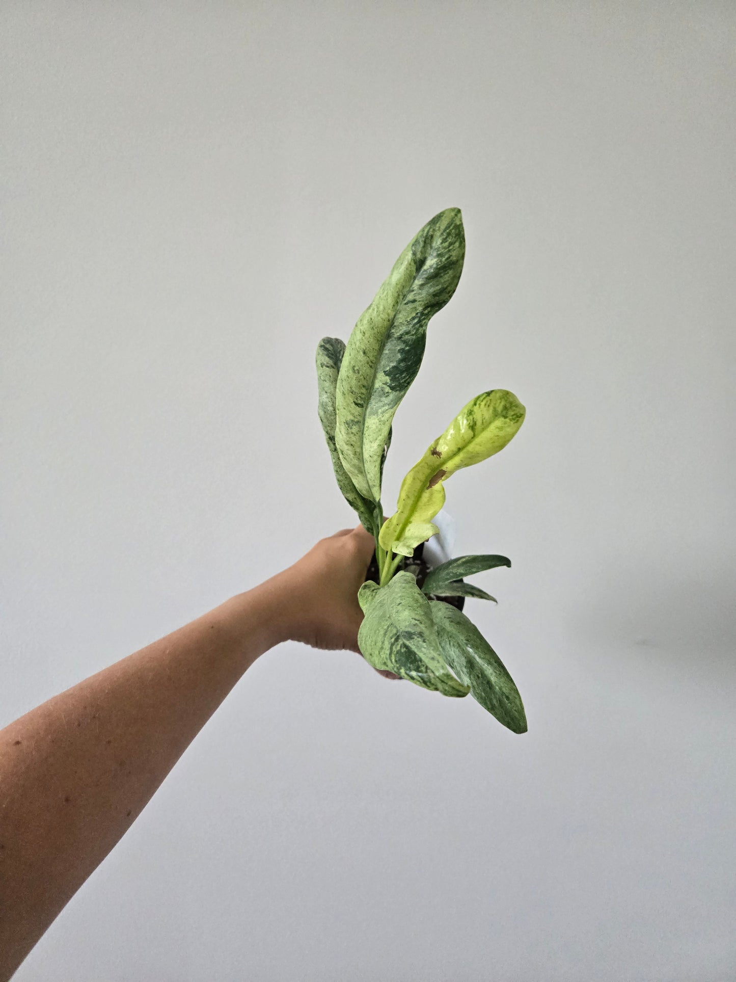 Epipremnum Giganteum Marble Variegated