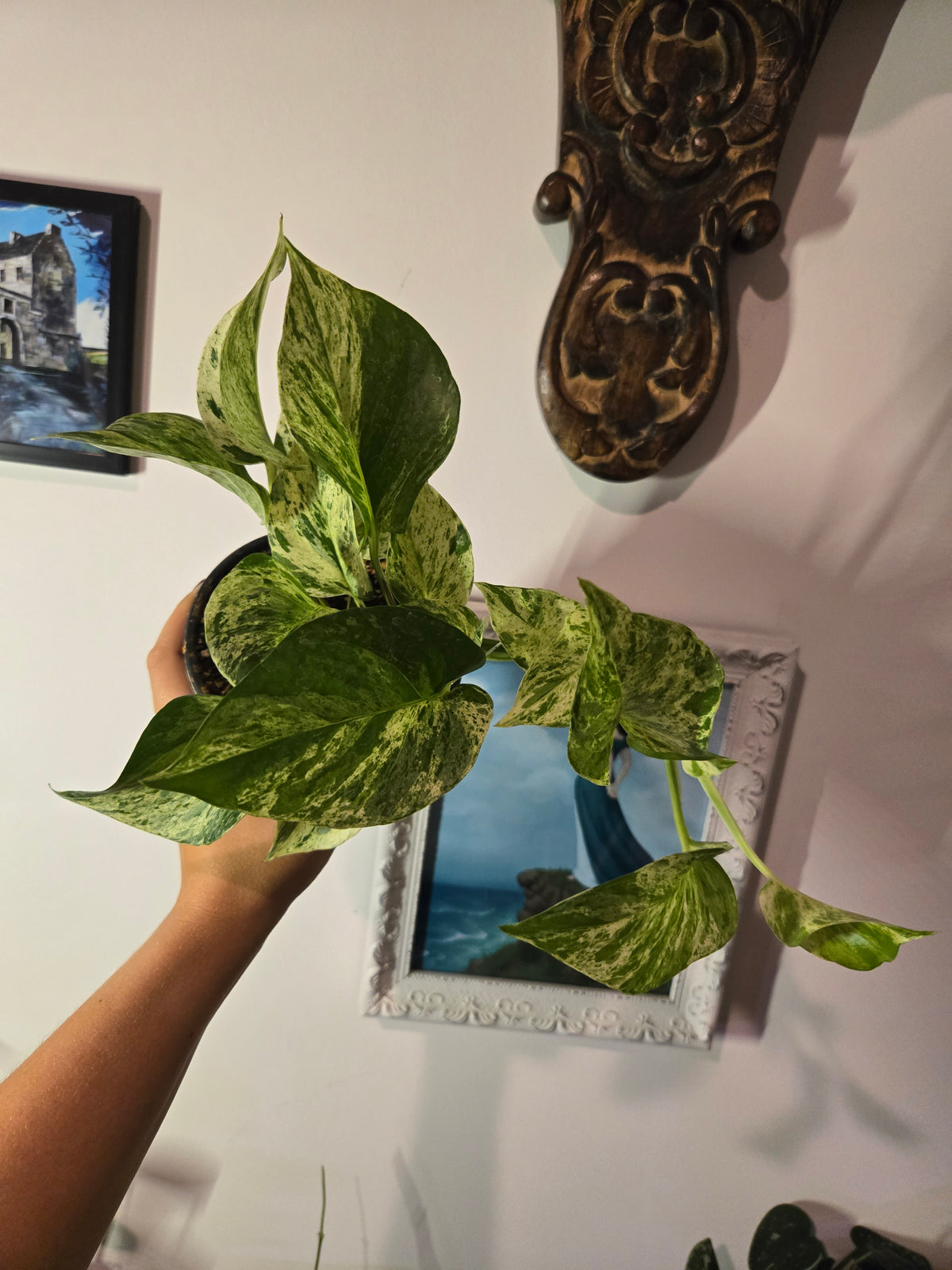 Epipremnum Marble Queen