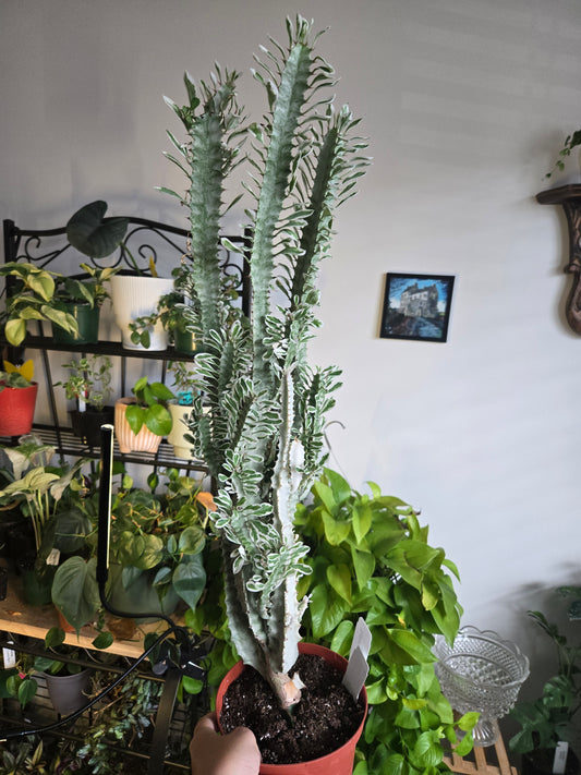 Large Trigona  White