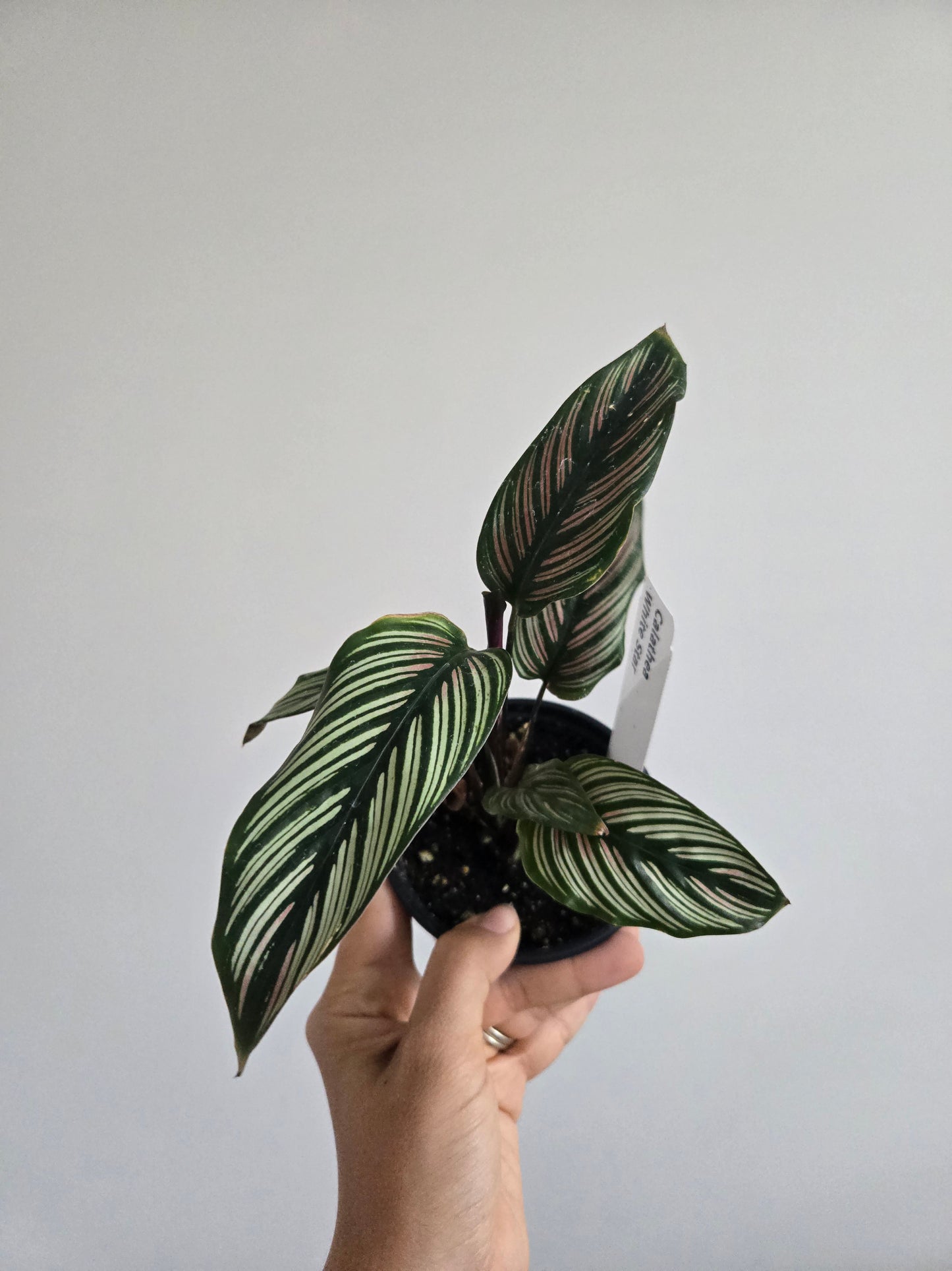Calathea White Star