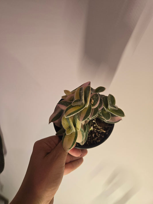 Tradescantia sillamontana 'White Velvet"
