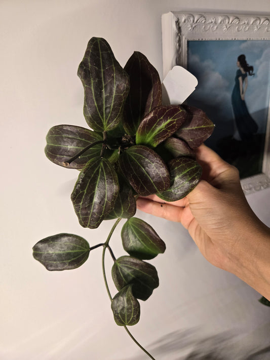 Hoya Macrophylla Red