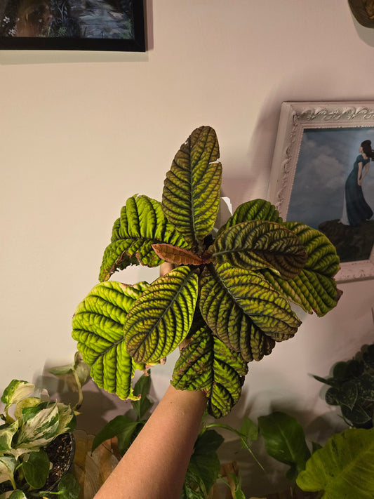 Ardisia Crenata 'Cool Fire'