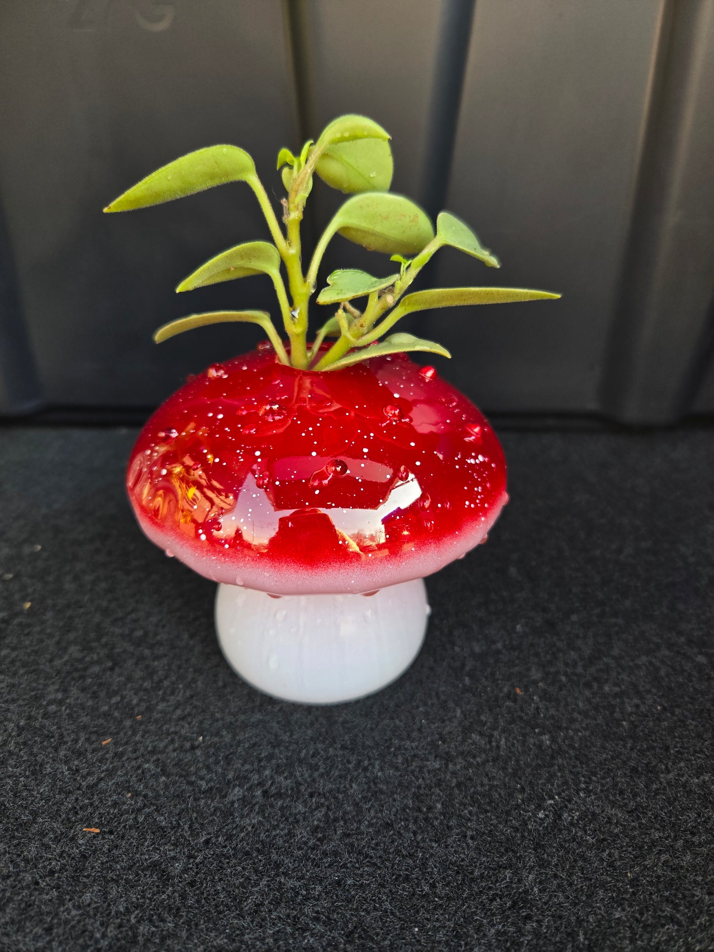 Red Mushroom Propagation