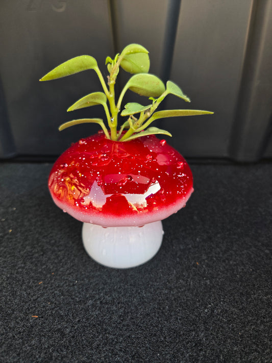 Red Mushroom Propagation