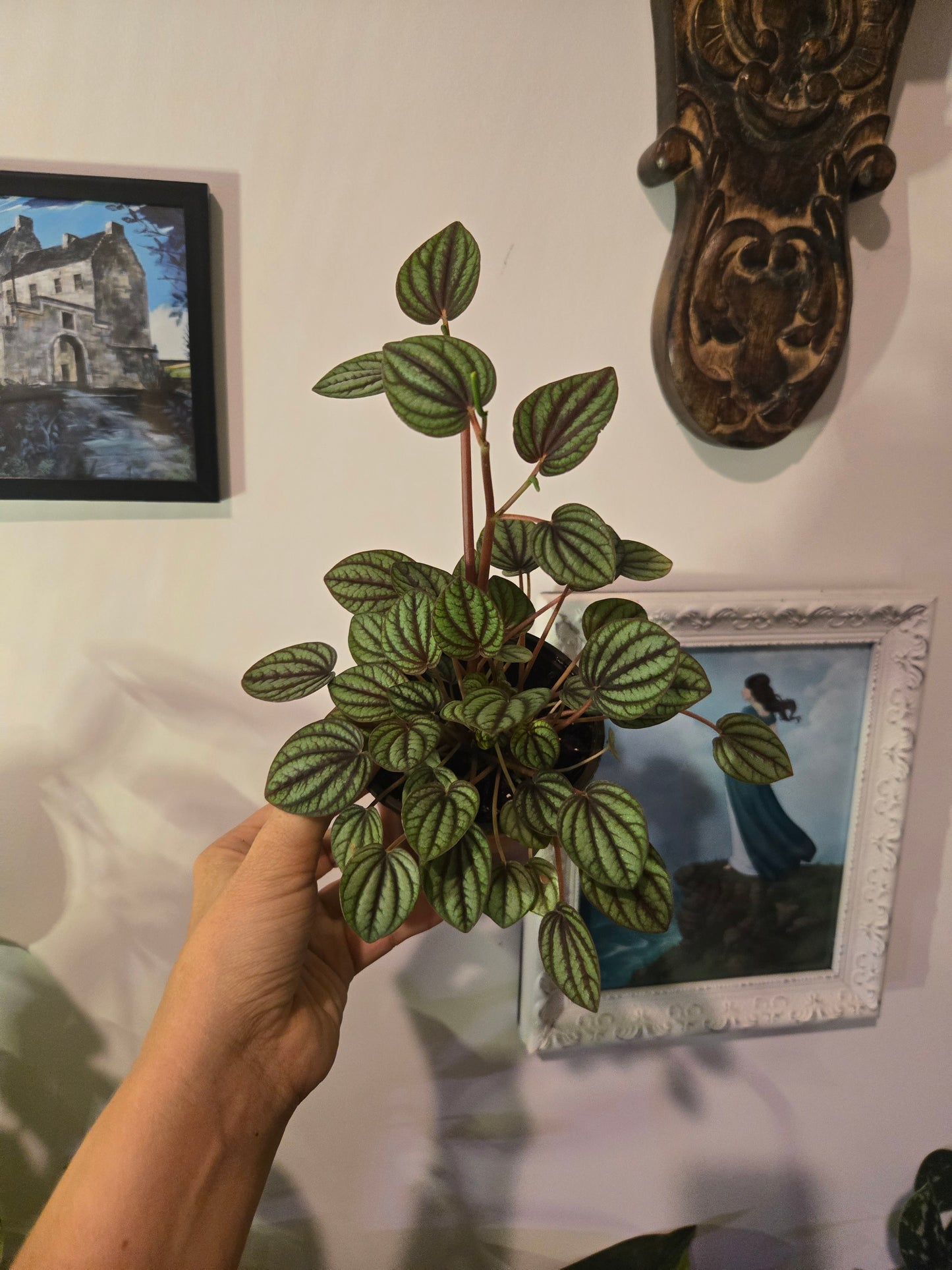 Peperomia Piccolo Band
