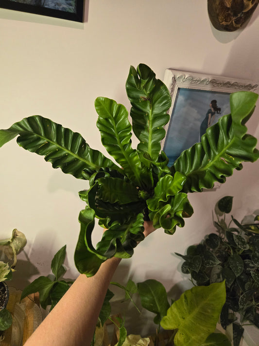 Cobra Fern