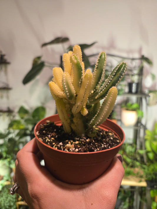 Variegated Fairy Castle Cactus