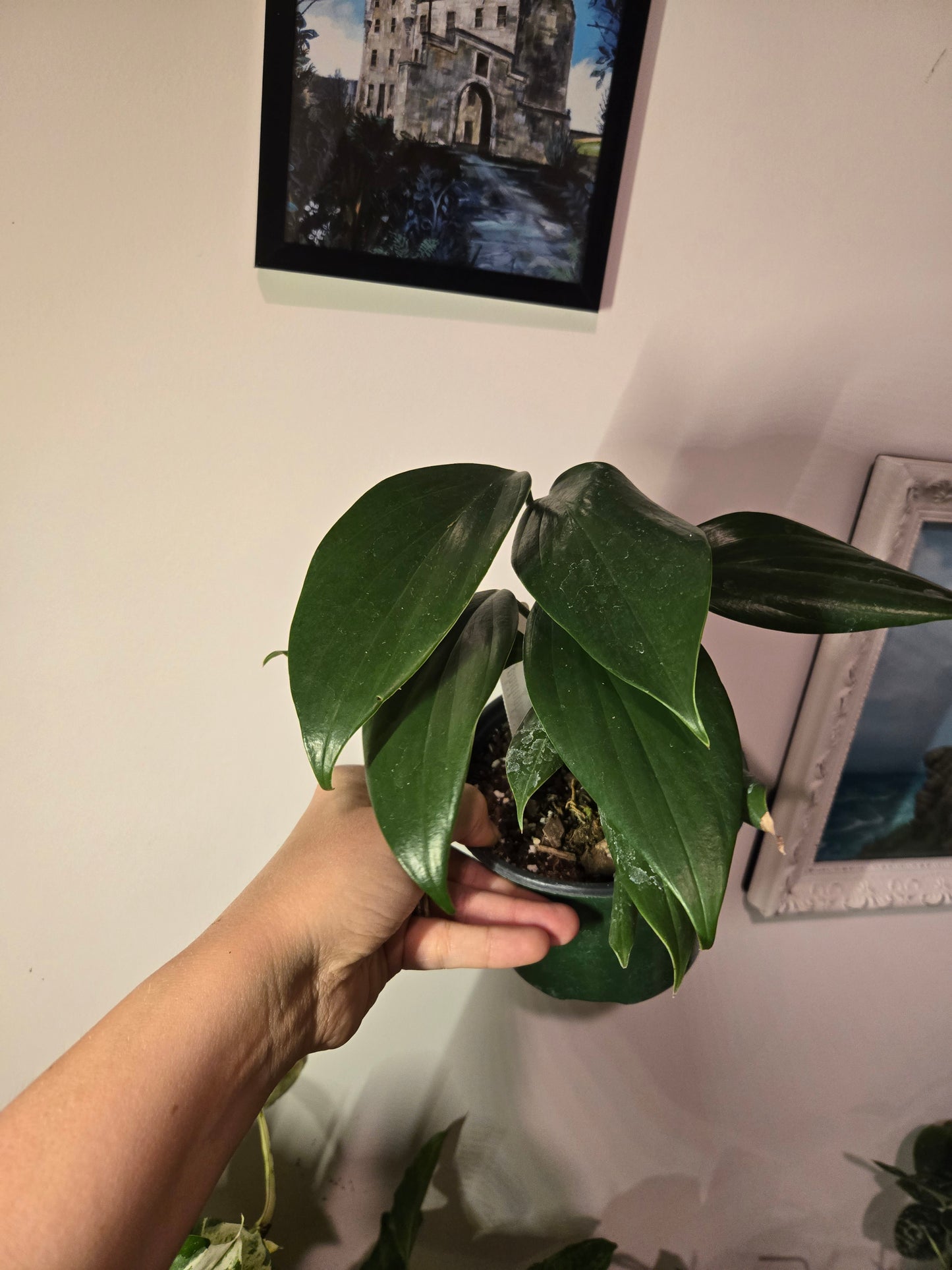 Rhaphidophora Dragon