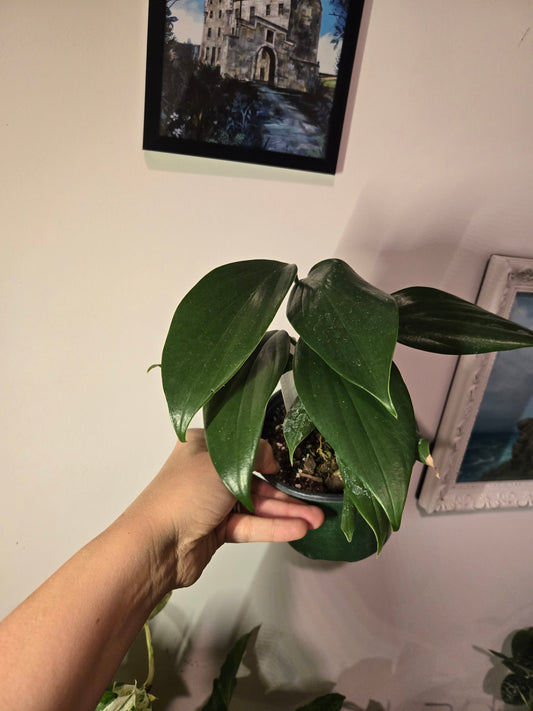 Rhaphidophora Dragon