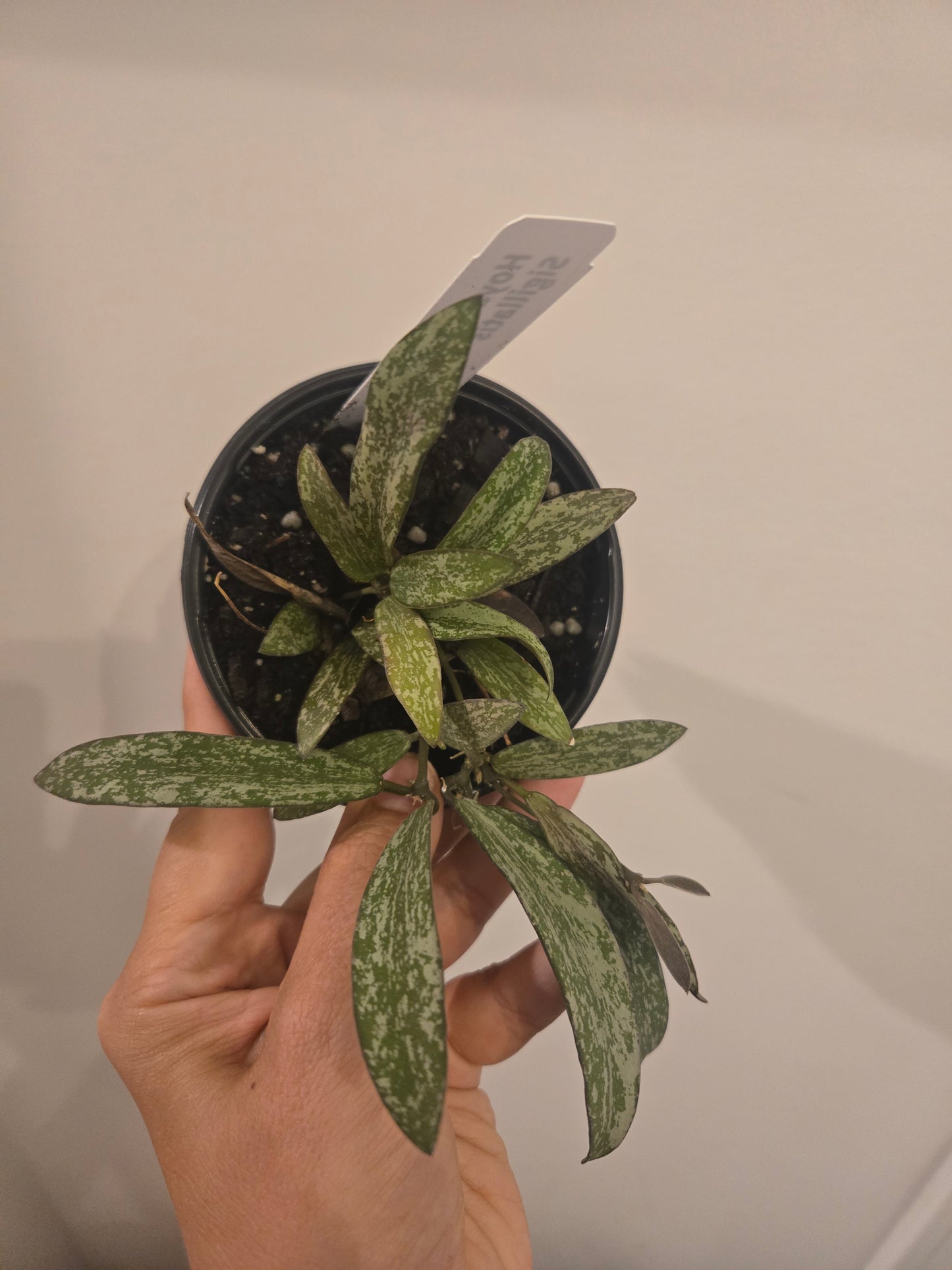 Hoya Sigillatis