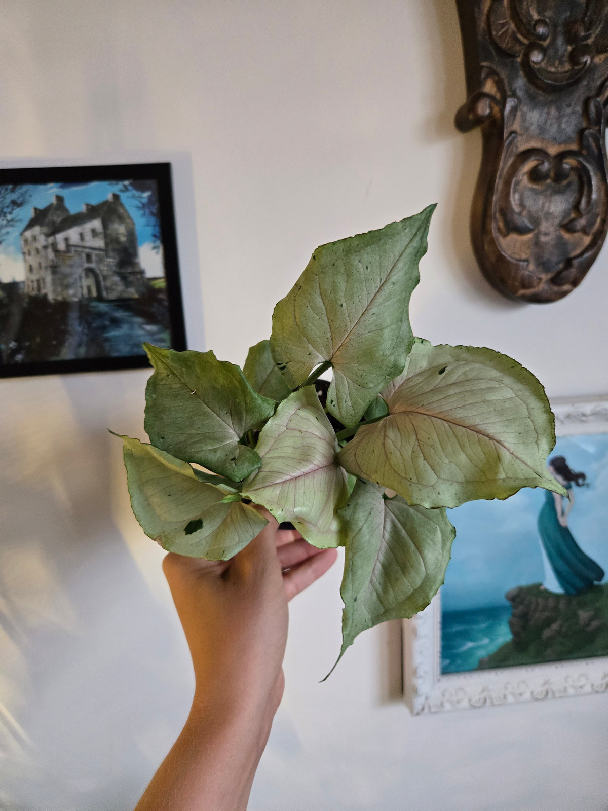 Syngonium Green Splash