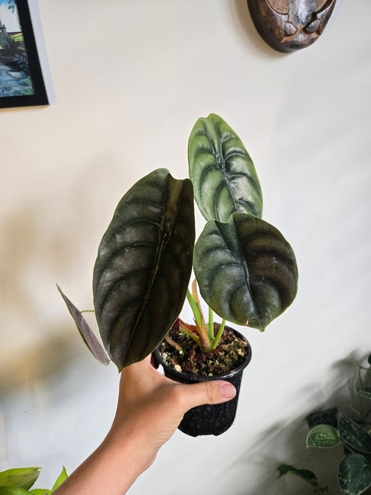 Alocasia Red Secret