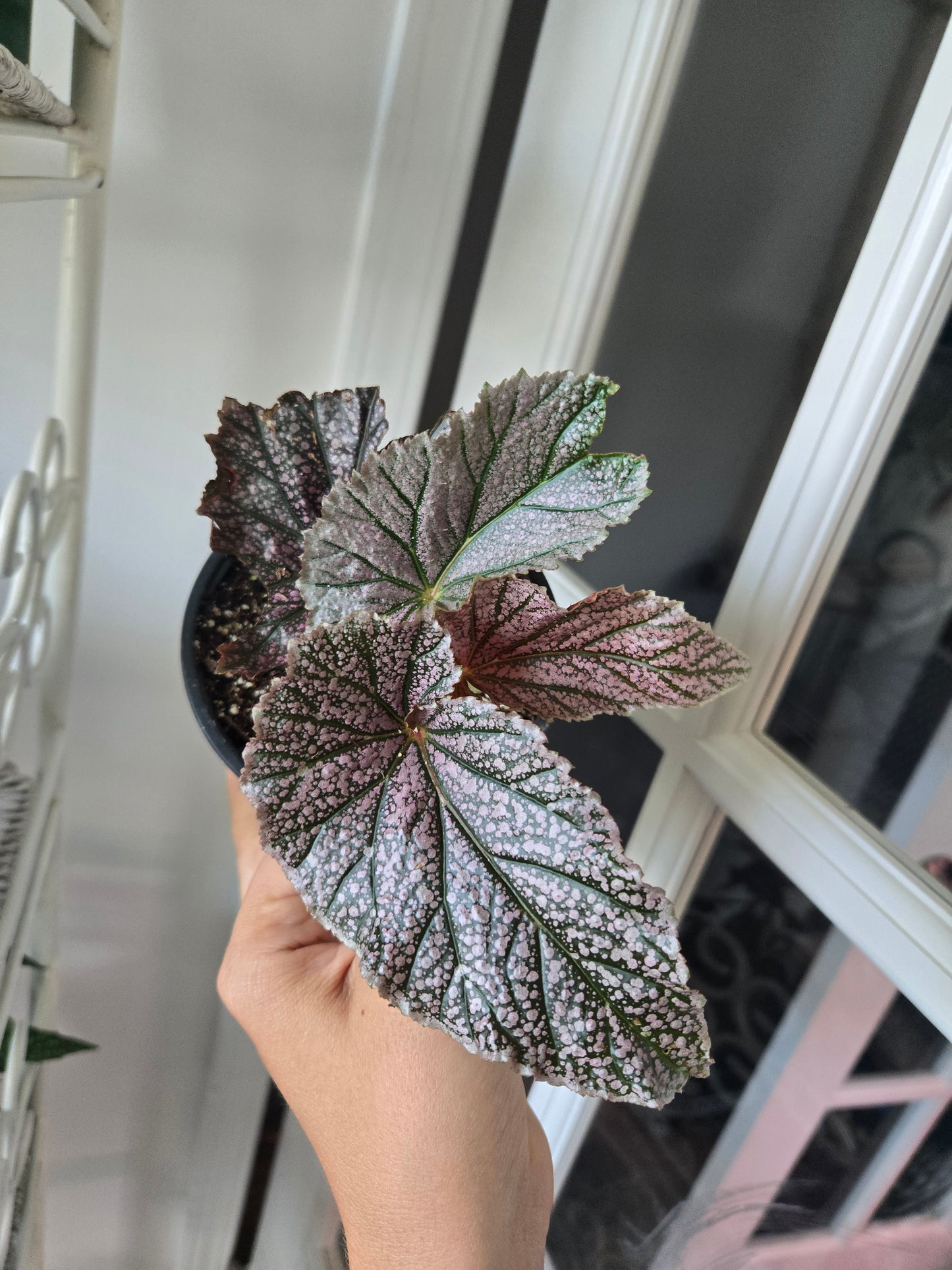 Begonia Miss Mummy