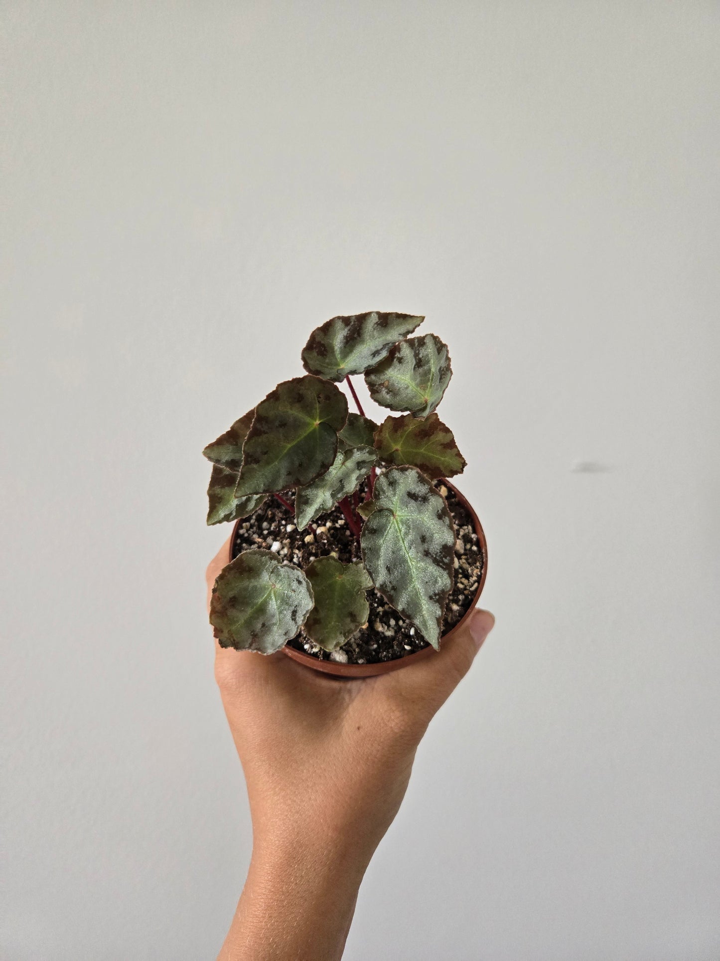 Begonia Wiformis