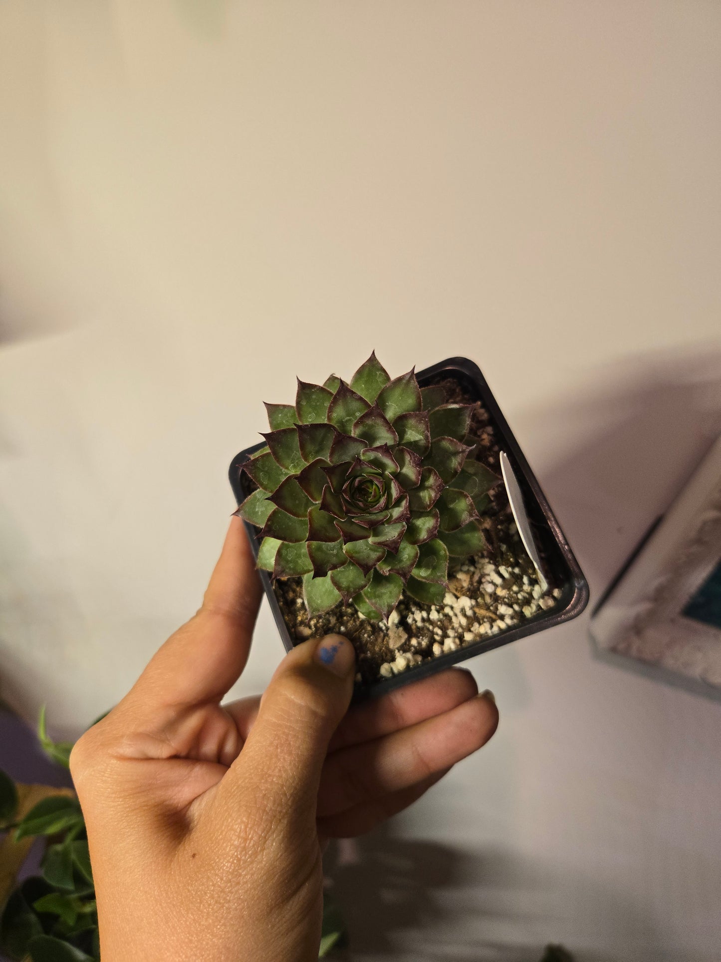 Purple Hen and Chick Succulent