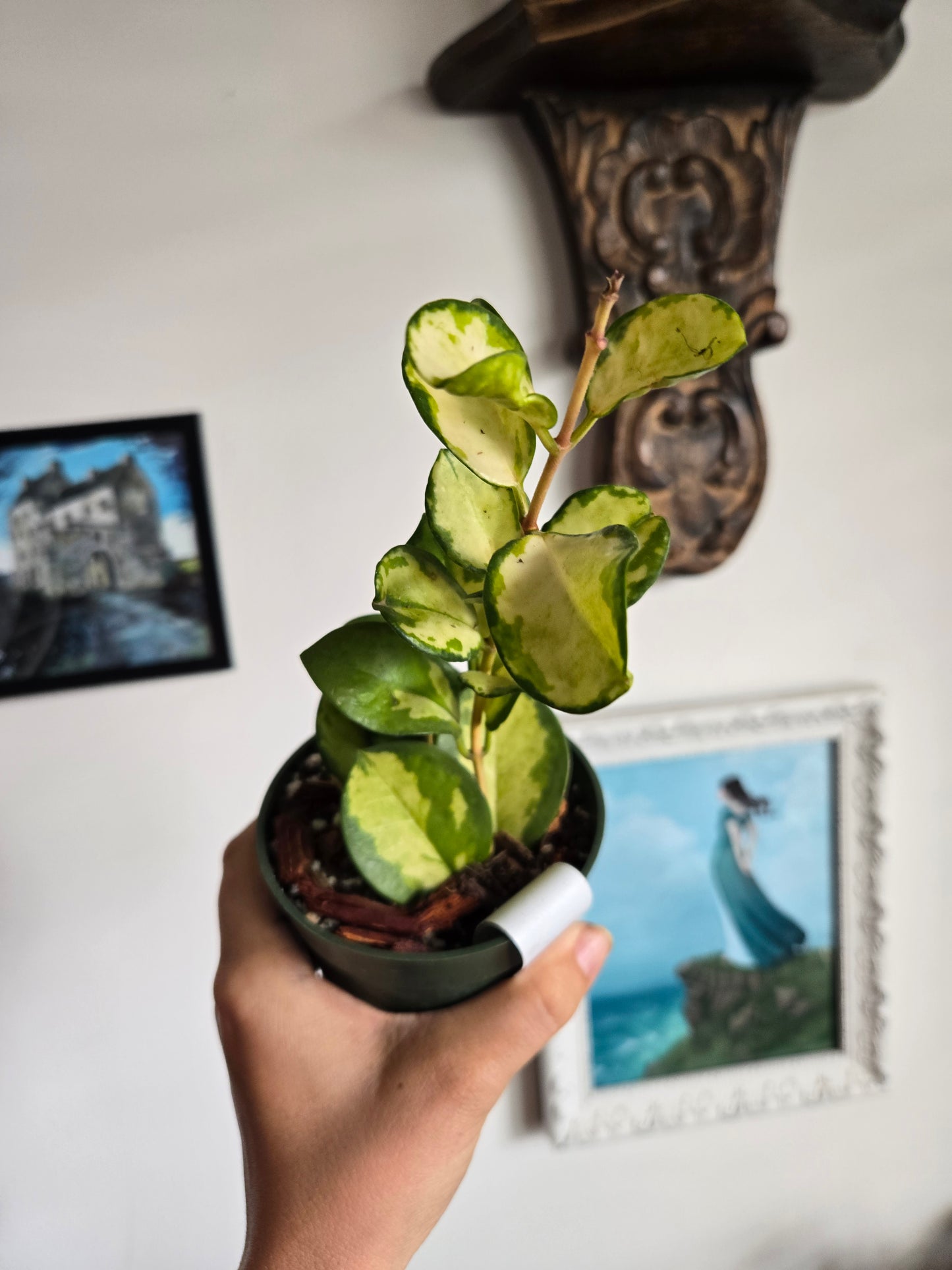 Hoya Australlis Lisa