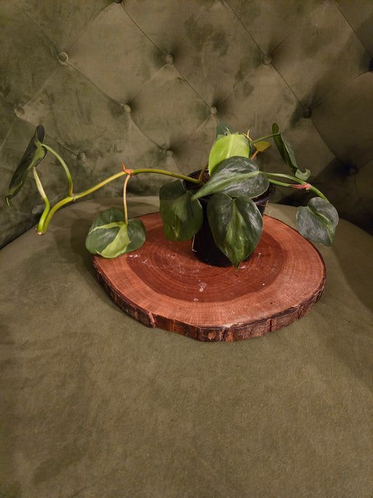 3.5 in Brazil Philodendron