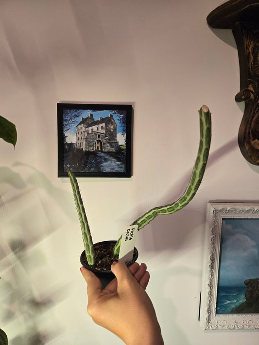 Senecio stapeliiformis (Pickle Plant)