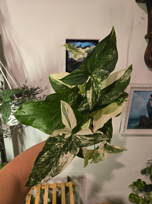 Syngonium French White 5 in