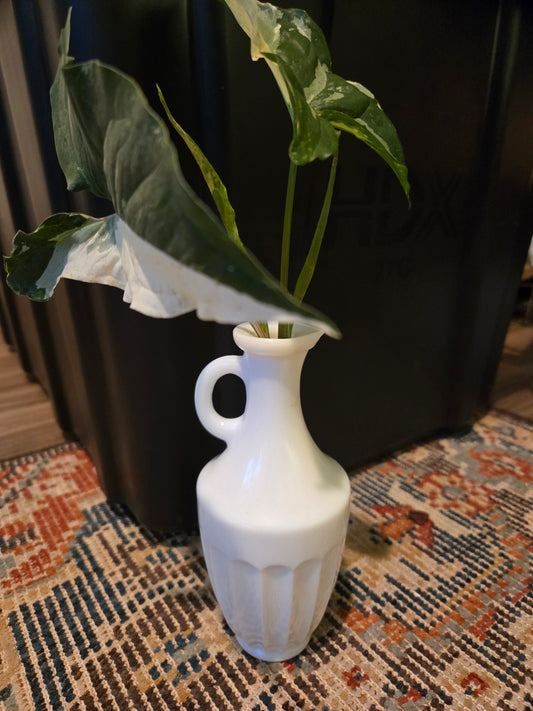 Syngonium Albo in Milk Glass