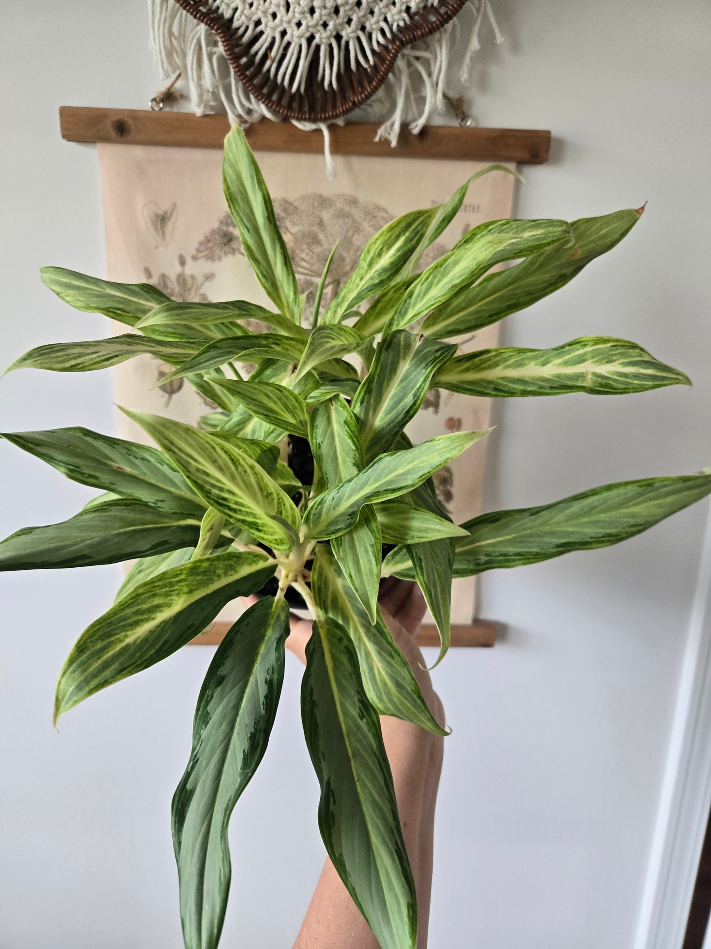 Aglaonema / Chinese Evergreen
