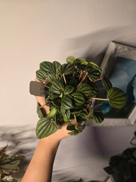 Peperomia Piccolo Band