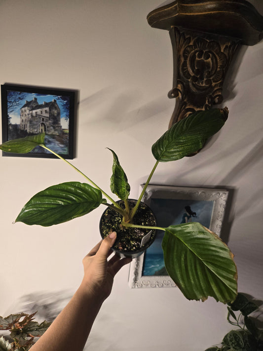 Tacca Bat Plant