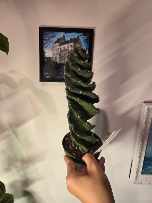 Spiral Cactus