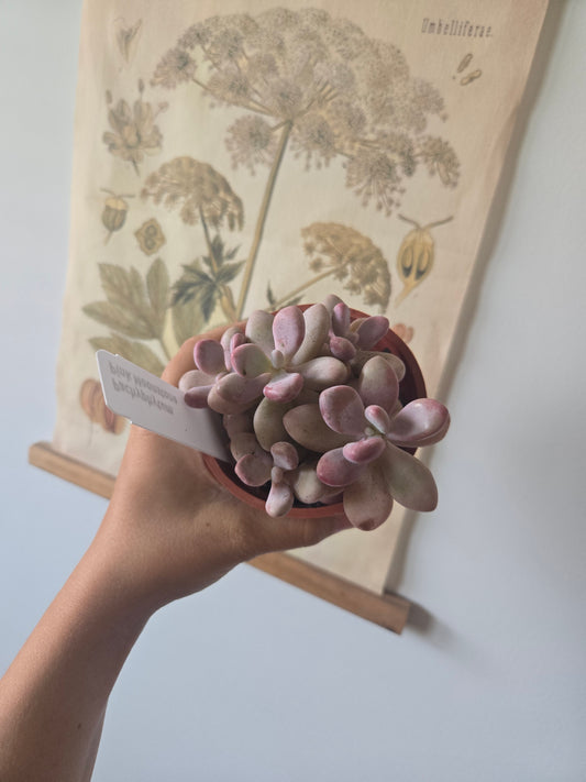 Pachyphytum Oviferum Pink Moonstones