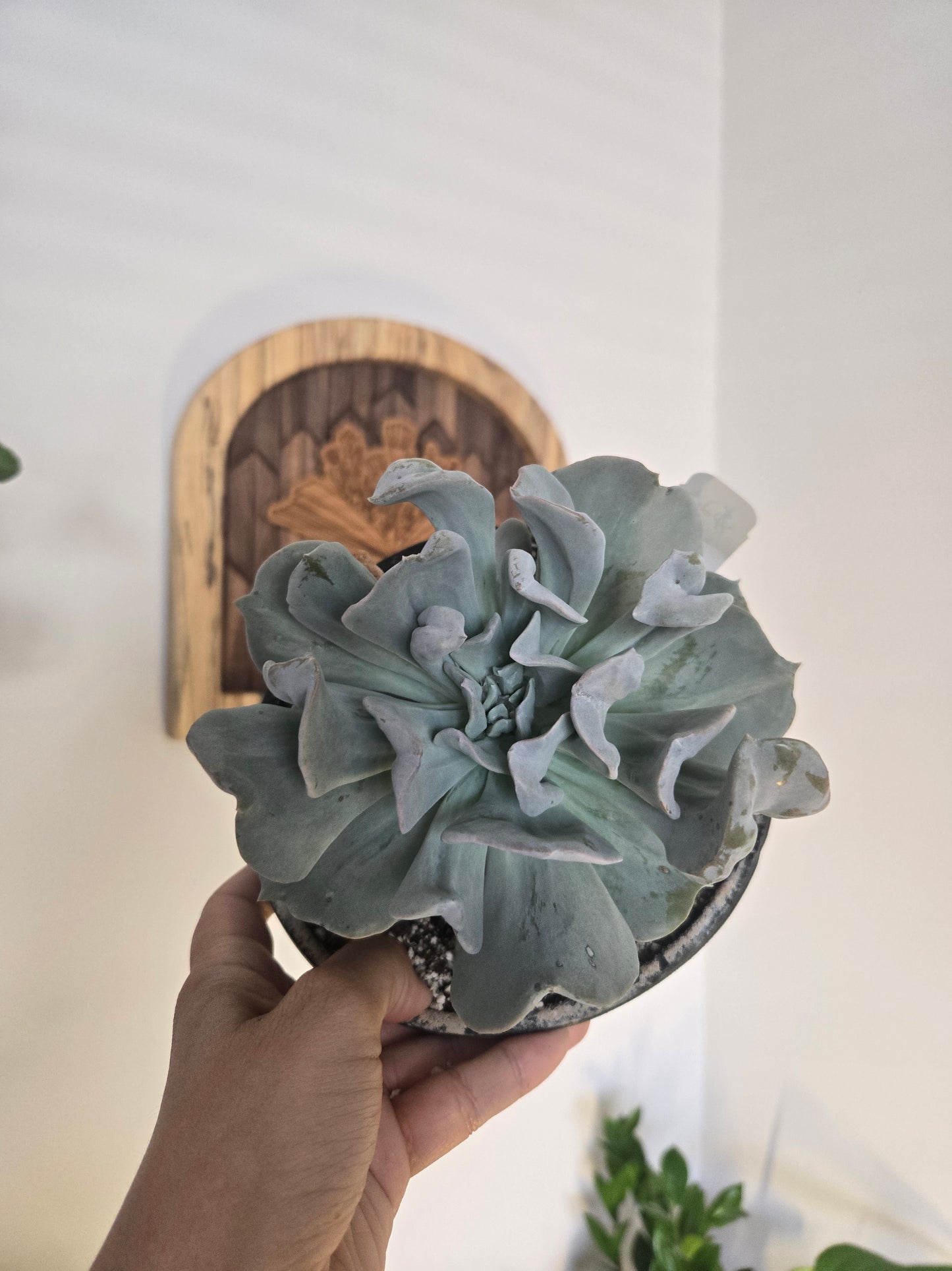Topsy Turvy Succulent