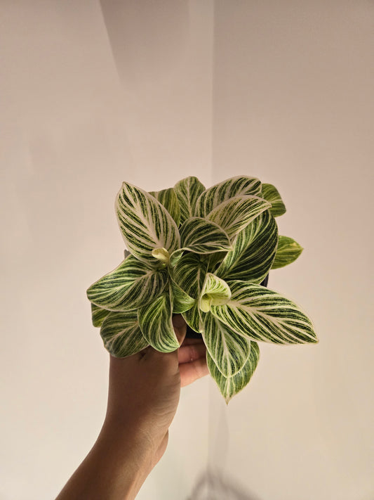Birkin Galaxy Philodendron