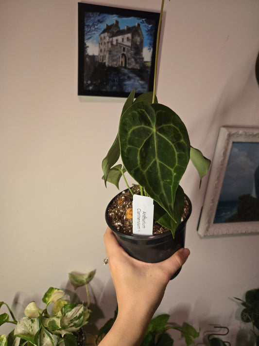 Anthurium Clarainervium