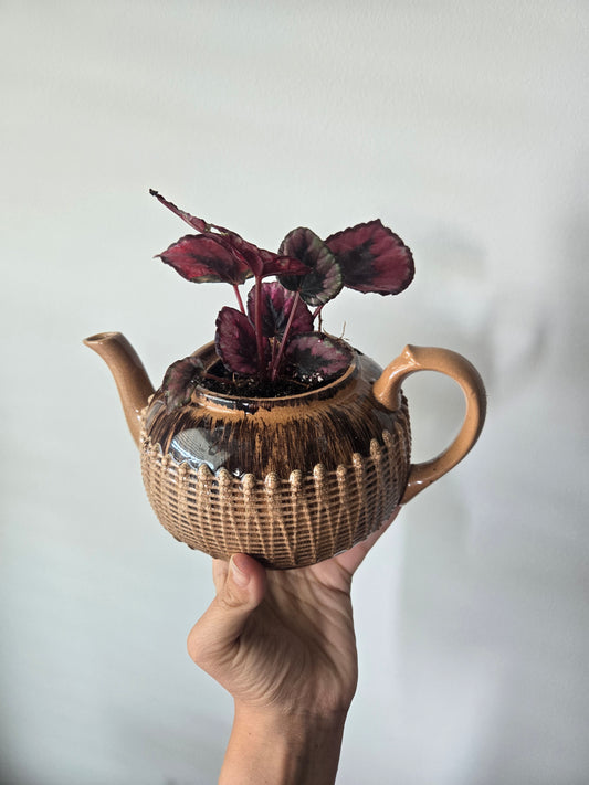 Tea Pot Begonia