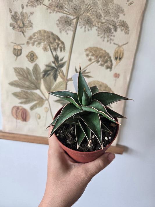 Sansevieria Lavranos /Snake Plant /Mother-in-Law Tongue