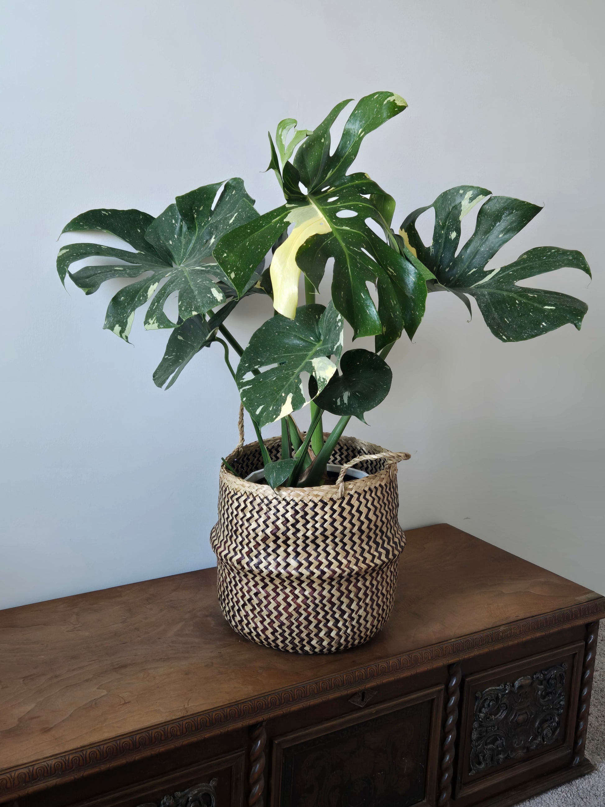 10 monstera 10 in Monstera Thai Constellation – Literary Roots