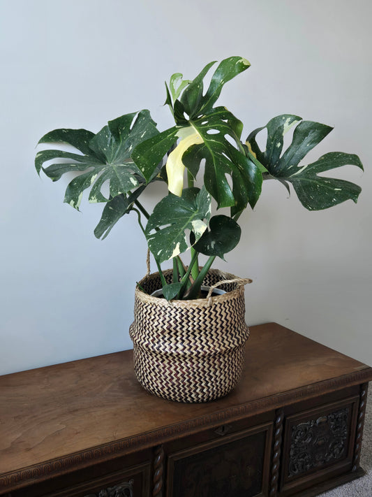 10 in Monstera Thai Constellation