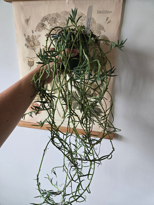 String of Fish Hooks