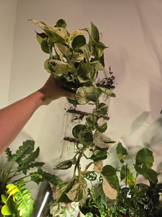 Epipremnum Aureum 'manjula Compacta'