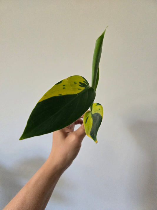 Scindapsus Coriaceus Variegated Cutting
