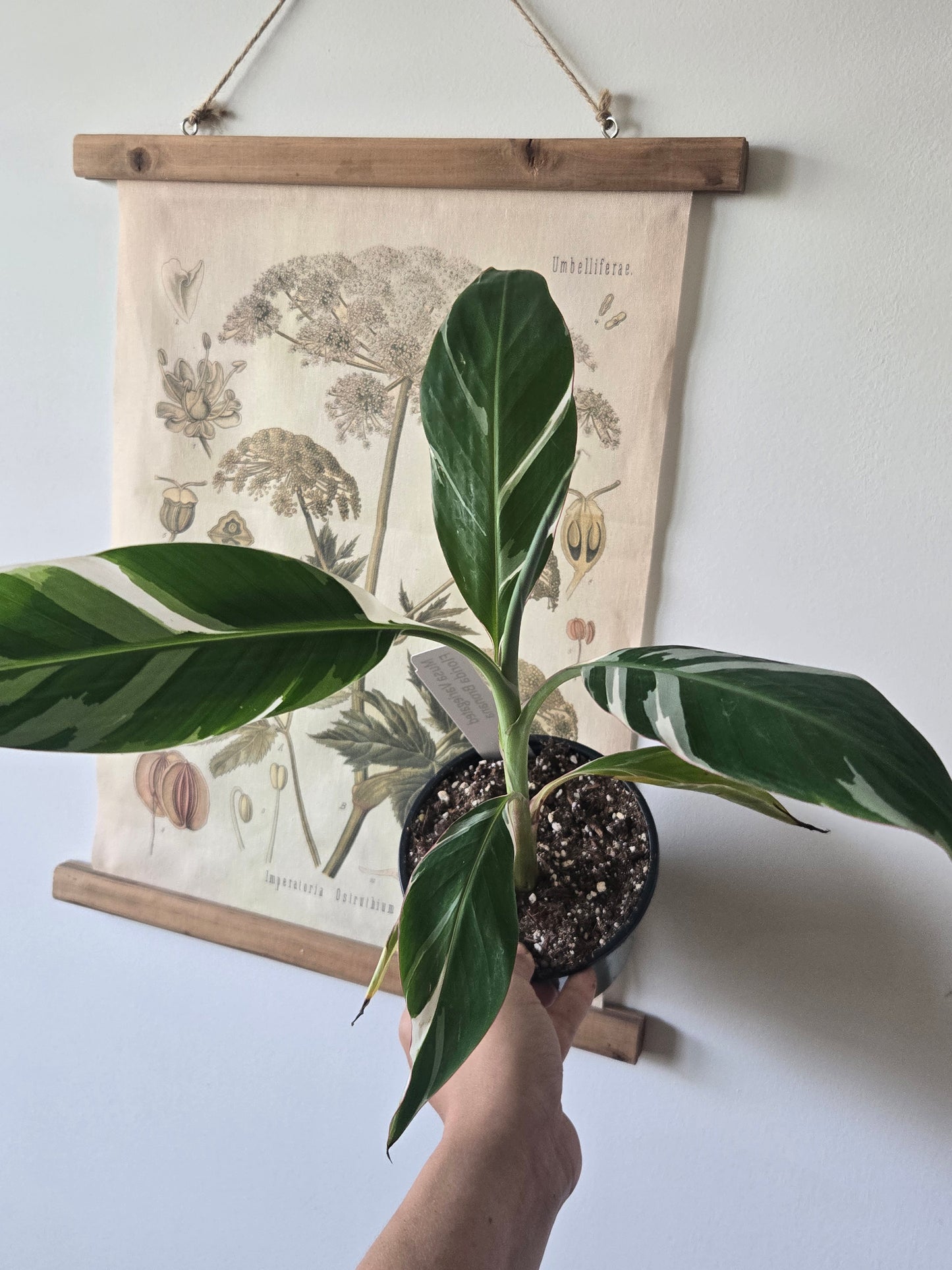 Musa Albo Banana Tree