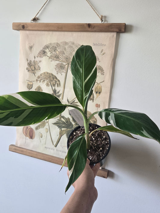 Musa Albo Banana Tree