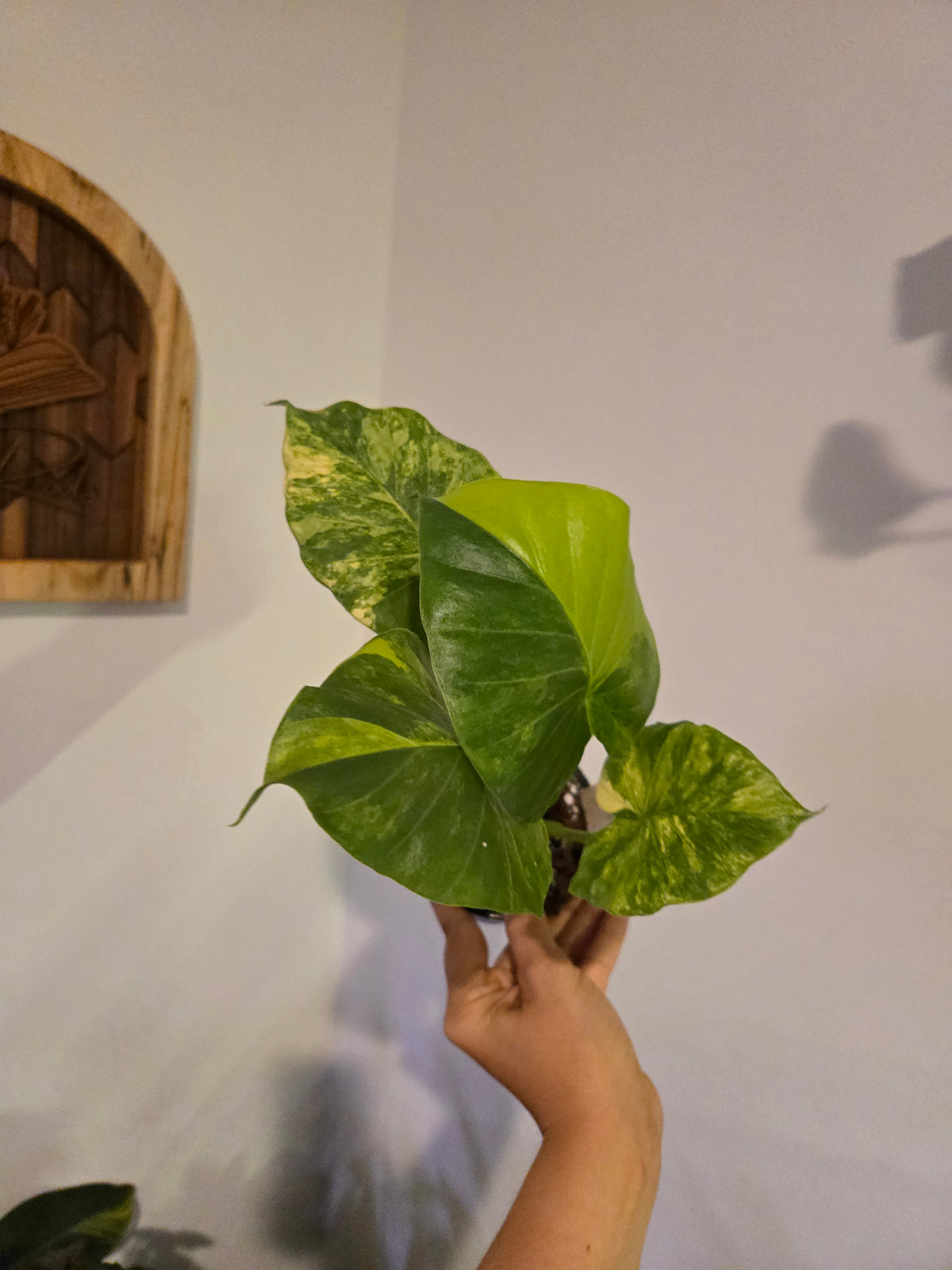 Alocasia Gageana Aura *Corms*