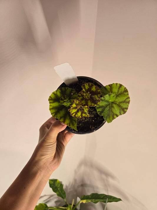 Rex Begonia