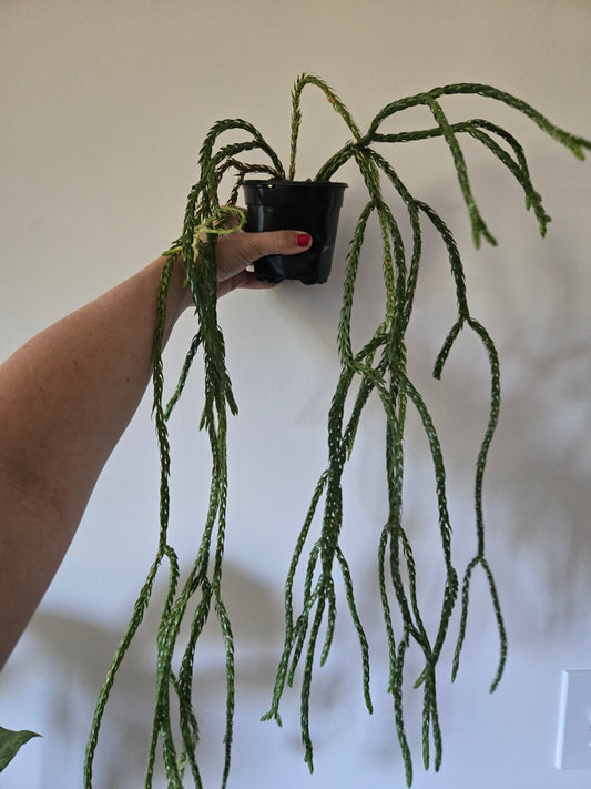 Huperzia Hang Hong