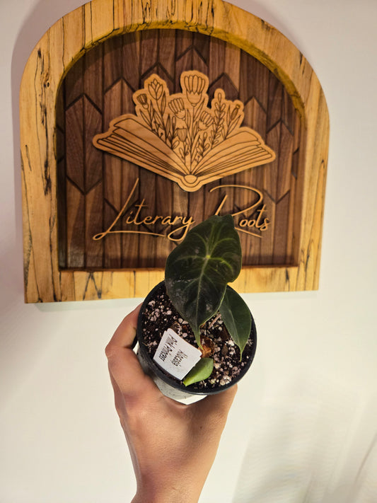 Alocasia Pink Princess