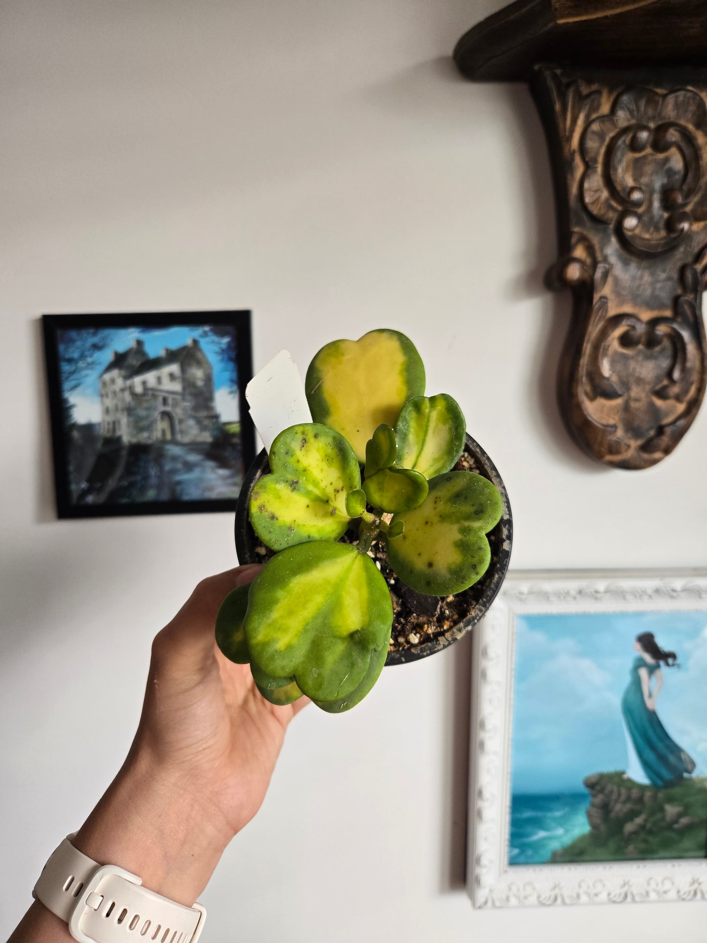 Variegated Kerri Hoya
