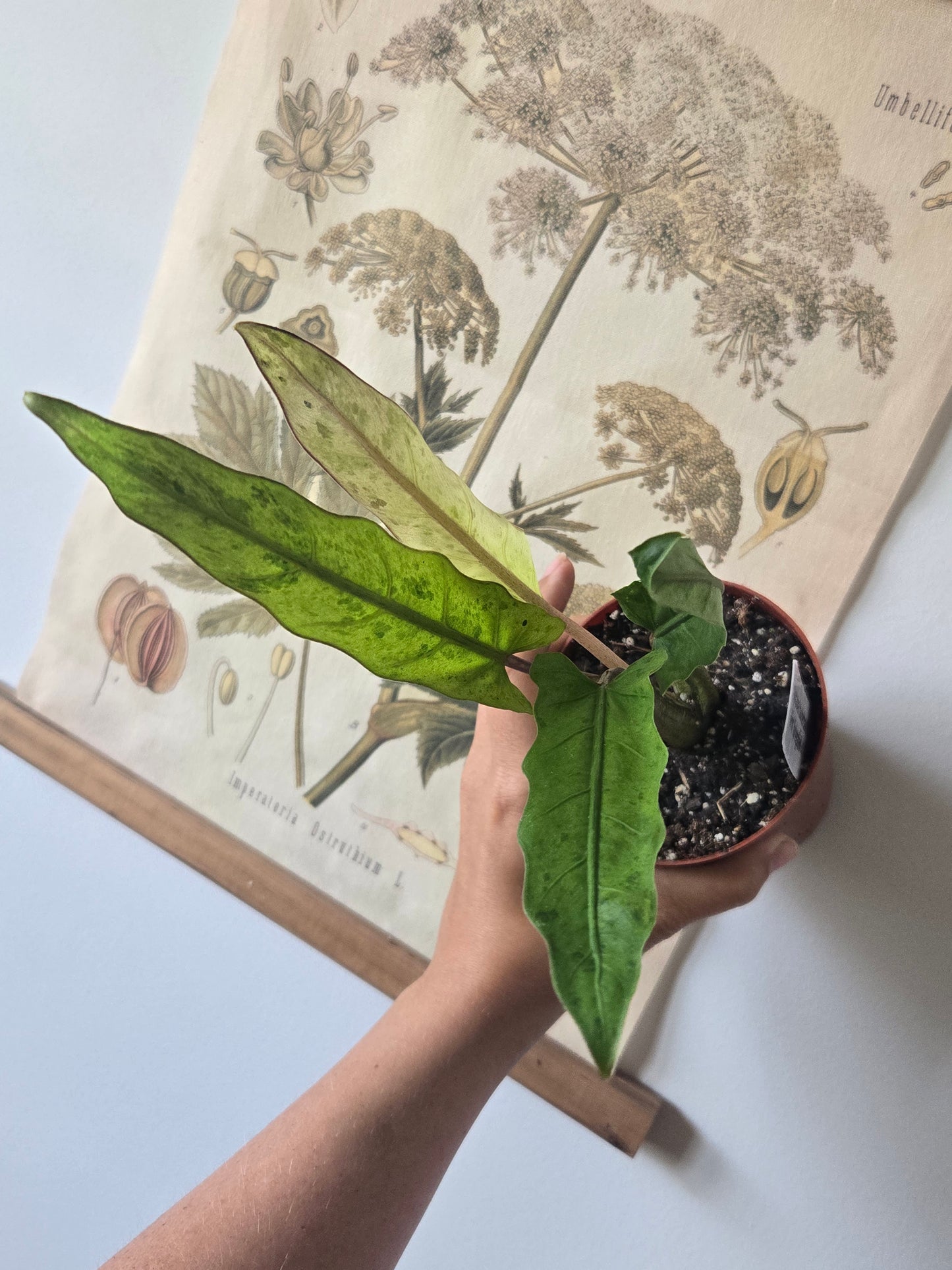 Alocasia Lauterbachiana Mint Variegated
